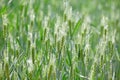 Winter wheat enters heading stage.. Royalty Free Stock Photo