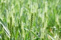 Winter wheat enters heading stage. Royalty Free Stock Photo