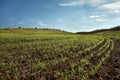 Winter wheat field Royalty Free Stock Photo