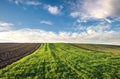 Winter wheat field Royalty Free Stock Photo