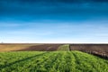 Winter wheat field Royalty Free Stock Photo