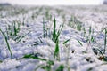 Winter wheat field. Sprouts of green winter wheat on a field covered with the first snow. Wheat field covered with snow in winter Royalty Free Stock Photo