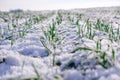 Winter wheat field. Sprouts of green winter wheat on a field covered with the first snow. Wheat field covered with snow in winter Royalty Free Stock Photo