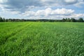 Winter wheat Royalty Free Stock Photo