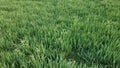 Well-planned large green wheat field