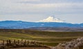 Winter Wheat and Mt Hood Royalty Free Stock Photo