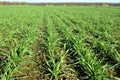 Winter wheat sowings Royalty Free Stock Photo