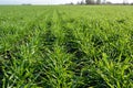 Winter wheat sowings Royalty Free Stock Photo