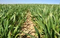 Winter wheat sowings Royalty Free Stock Photo