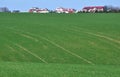 Winter wheat sowings Royalty Free Stock Photo