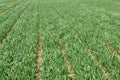 Winter wheat sowings Royalty Free Stock Photo