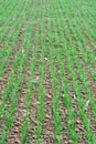 Winter wheat sowings Royalty Free Stock Photo