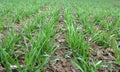 Winter wheat sowings Royalty Free Stock Photo