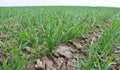 Winter wheat sowings Royalty Free Stock Photo