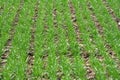 Winter wheat sowings Royalty Free Stock Photo