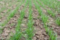 Winter wheat sowings Royalty Free Stock Photo