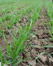 Winter wheat sowings Royalty Free Stock Photo