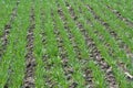 Winter wheat sowings Royalty Free Stock Photo