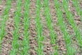 Winter wheat sowings Royalty Free Stock Photo