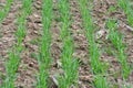 Winter wheat sowings Royalty Free Stock Photo