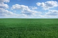 winter wheat with traces of agricultural machinery, early spring sprouts and sky on the horizon Royalty Free Stock Photo