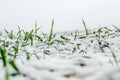 Winter wheat under the snow