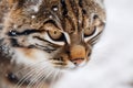 Winter Whiskers: Close-Up of a Cat in Snowfal