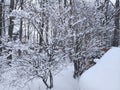 Winter Whispers Trees and Snow