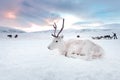 Winter white deer in the desert of Siberia, Russia, Yamal. Resting on the snow at sunrise. Royalty Free Stock Photo