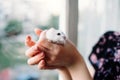 Winter white dwarf hamster Djungarian Siberian cute pet in woman hands Royalty Free Stock Photo