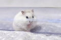 Winter white dwarf hamster Royalty Free Stock Photo