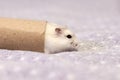 Winter white dwarf hamster Royalty Free Stock Photo