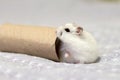 Winter white dwarf hamster Royalty Free Stock Photo