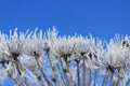 Winter White flowers against the blue sky Royalty Free Stock Photo