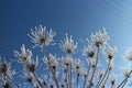 Winter white flowers Royalty Free Stock Photo