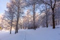 Winter white forest with snow, Christmas background Royalty Free Stock Photo