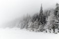 Winter white forest with snow, Christmas background Royalty Free Stock Photo
