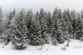 Winter white forest with snow, Christmas background Royalty Free Stock Photo