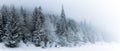 Winter white forest with snow, Christmas background Royalty Free Stock Photo