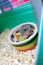 Winter white hamster Royalty Free Stock Photo