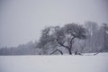 Winter White Landscape Royalty Free Stock Photo