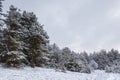 Winter white landscape with Christmas trees in the snow, Christmas background. Travel, Happy New Year, Merry Christmas Royalty Free Stock Photo