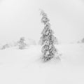 Winter white minimalistic natural landscape. Mystical fairy tale of the winter misty forest. Snow covered Christmas fir trees on