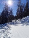 Winter white pine forest with snow in mountain with sun for Christmas background Royalty Free Stock Photo