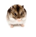 Winter White Russian Dwarf Hamster Royalty Free Stock Photo