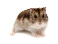 Winter White Russian Dwarf Hamster Royalty Free Stock Photo