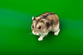 Winter White Russian Dwarf Hamster Royalty Free Stock Photo