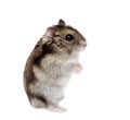 Winter White Russian Dwarf Hamster Royalty Free Stock Photo