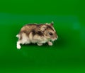 Winter White Russian Dwarf Hamster Royalty Free Stock Photo