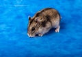 Winter White Russian Dwarf Hamster Royalty Free Stock Photo